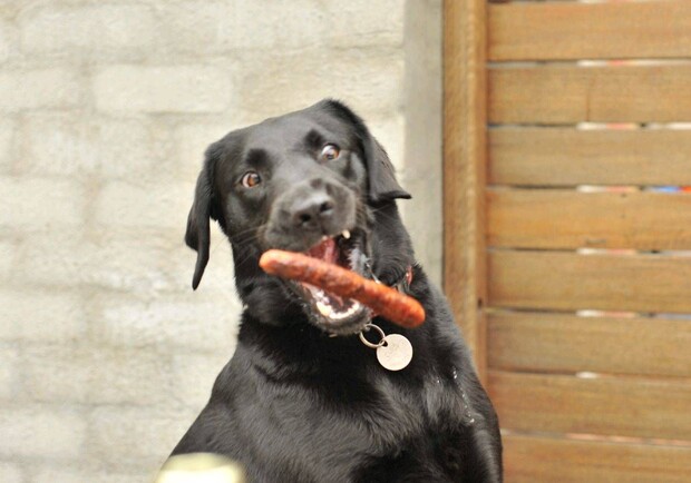 Проголодалась: уличная собака забежала в супермаркет и украла колбасу - фото: pinterest