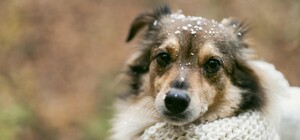 Помогите найти: в Днепре из-за салютов потерялись много собак