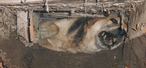 Вызволили из ловушки: на Павло-Кичкасе вытащили собаку из ливневки (видео)