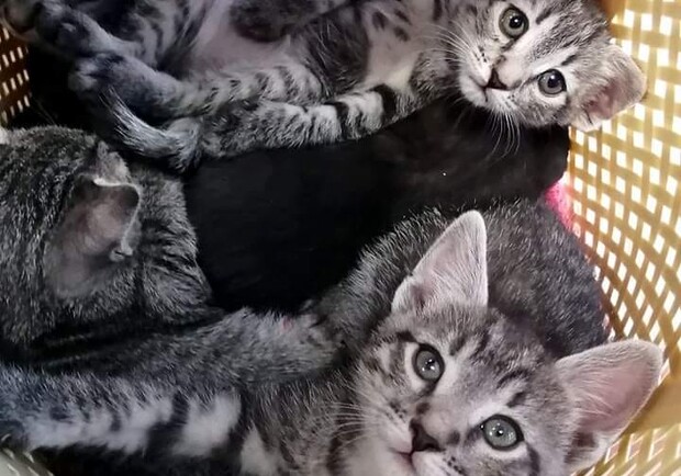 Совесть позволила: в магазине на Парусе бросили сумку с 6-ю котятами - фото fb ЖИВОТНЫЕ ДНЕПРА