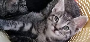 Совести нет: в магазине на Парусе бросили сумку с 6-ю котятами