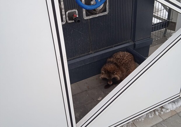 В запорожский аэропорт приблудилась енотовидная собака. Фото: fb группа "Шанс"