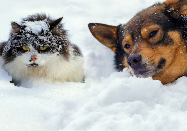 Как помочь бездомным животным во время сильных морозов. Фото: wikipet.