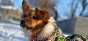 Прошел год: что сейчас со щенком, которого в Днепре жестоко избили и выбросили в мусорку