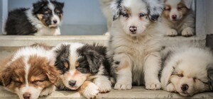 Раздражали: киевлянин жестоко убил щенков своего брата, пока выпивал дома