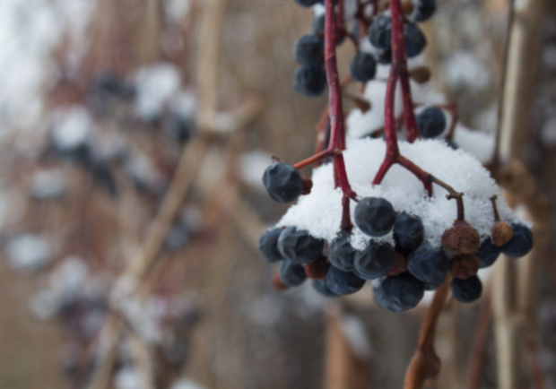 С виноградом будет напряженка: как морозы до -20 повлияют на урожай - фото freepik.com