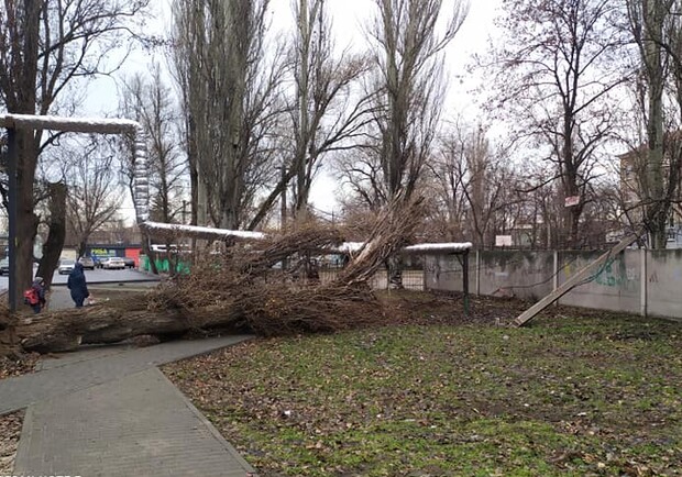 Возле школы на Каруны упало огромное дерево - фото: fb Анна Алексеенко