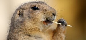 2 лютого — День Бабака: коли львівські Марічки і Мишко прогнозуватимуть погоду на весну