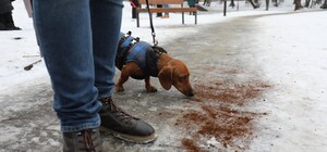 Львів надихає: у Кракові теж посипатимуть кавою доріжки у парках