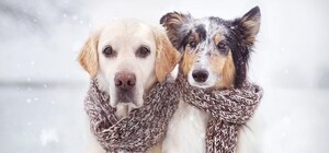 Будь в курсе: какая погода ждет киевлян на следующей неделе