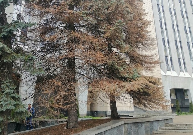 Почему так: у здания горсовета Днепра погибают огромные елки - фото