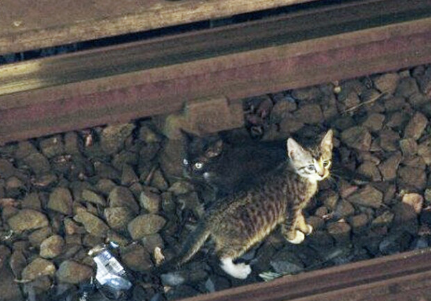 В Днепре спасают котенка, который попал под поезд - фото: ilovehobby.club