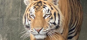 Милота: в мелитопольском зоопарке показали, как тигр отреагировал на снег