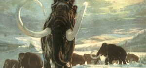 Миллионы лет назад: в Одесской области нашли останки доисторического животного 