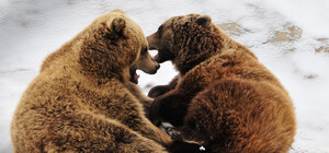 Виспалися: у притулку біля Львова прокинулися ведмеді