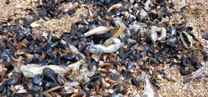 На Азовском море массовый мор рыбы: убытки составляют десятки миллионов