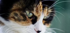 На глазах у детей: в Днепре кота выкинули из окна на 8-м этаже