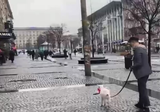 На Европейской площади парень гулял с козленком - фото: tg Днепра Оперативного