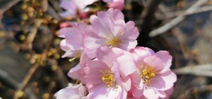 Полюбуйтесь: в ботаническом саду расцвела сакура