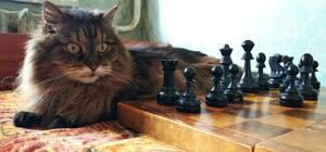 Пушистый гамбит: киевлянин научил кота играть в шахматы