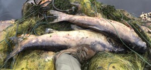 Бросили гнить: в Киевском водохранилище нашли сети с тухлой рыбой