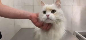 Предали любимца: в Днепре хозяева выбросили кота, потому что у него выпали передние зубы