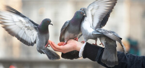 На Приморском бульваре изъяли голубей: у них были склеены перья