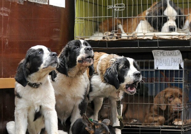 В Днепре начали бороться незаконной продажей животных. Фото: ТАСС