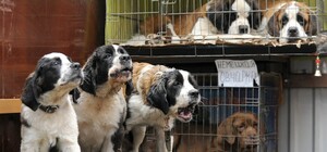 Давно пора: в Днепре начали бороться с незаконной продажей животных