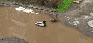 Урбанізація: у калюжі між багатоповерхівками у Львові оселилися дикі качки