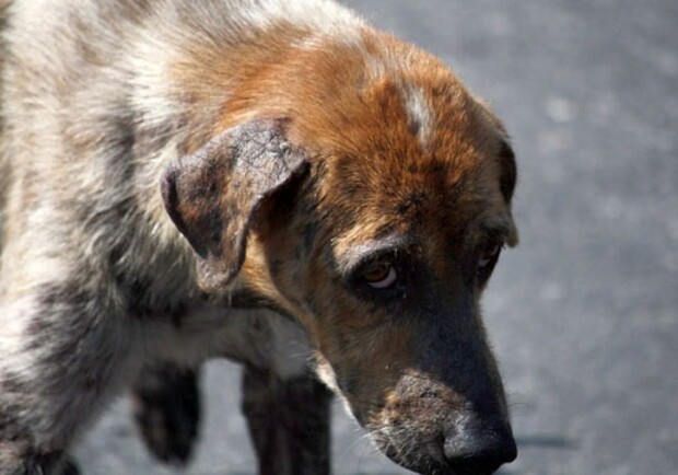 В Днепре отравили более 20 собак - фото: es.noxinfluencer.com