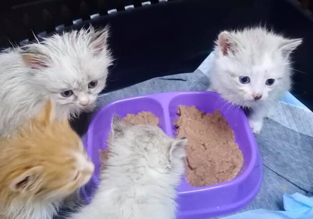 В Днепре четырех котят выкинули в мусорный бак - фото: fb Ирины Сытник