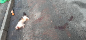 Справила нужду на кровать: в Днепре вынесли приговор женщине, которая выбросила кошку с 8-этажа