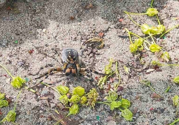 В Днепре на детской площадке заметили огромного тарантула - фото: fb Массивчик Калиновский.Днепр   