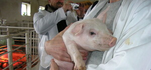 На развитие животноводства Харьковщина потратит миллиард гривен  