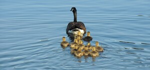 Спасательная операция: киевские водители помогли уткам перейти дорогу 