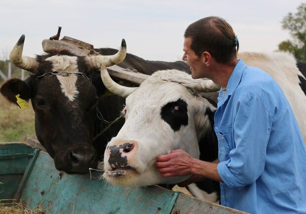 Кришнаит из Днепра приютил 347 коров - фото: fakty.ua