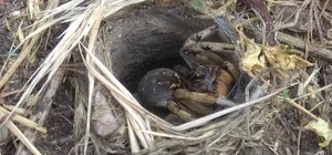 Ой, мамочки: в Днепре на детской площадке поселился огромный паук