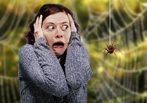 В Днепре появились ядовитые пауки: чем опасны и что делать, если укусил - фото: arbat25