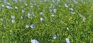 Смотри, как красиво: на юге Одесской области зацвел органический лен