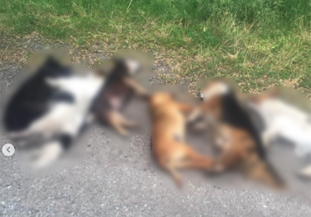 Соседи в панике: в селе мужчина убил шесть собак и пытался изнасиловать женщин - фото @dnipro_loves_animals