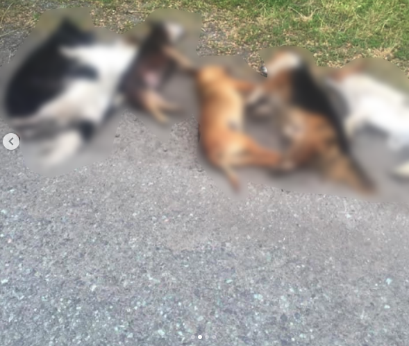 Соседи в панике: в селе мужчина убил шесть собак и пытался изнасиловать женщин