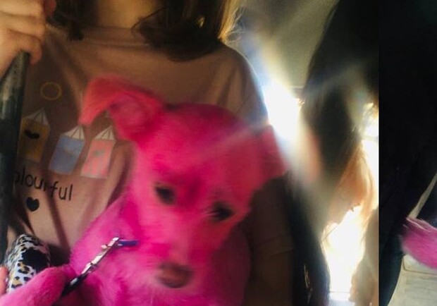 В Днепре заметили розового пса - фото: tg ХД