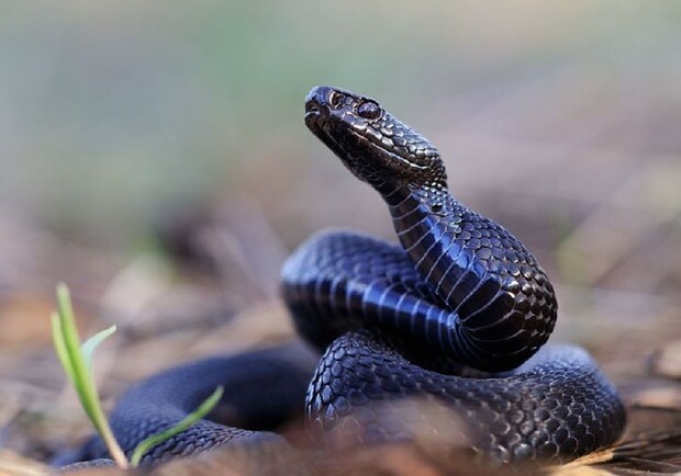 У Дніпрі розпочався зміїний сезон: як допомогти при укусі і що робити не можна - фото: tursar