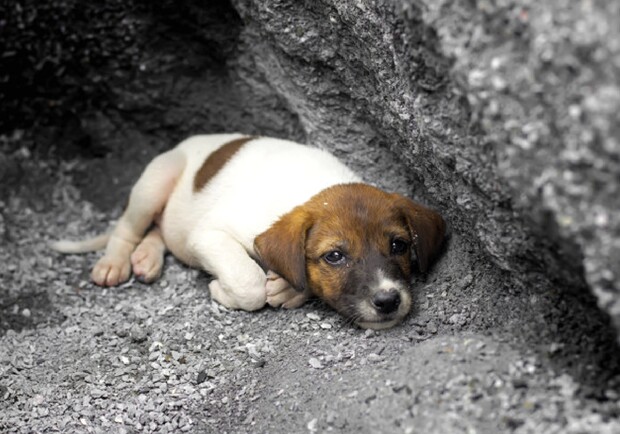 В Днепре спасли шестерых щенят - фото: freepik.com