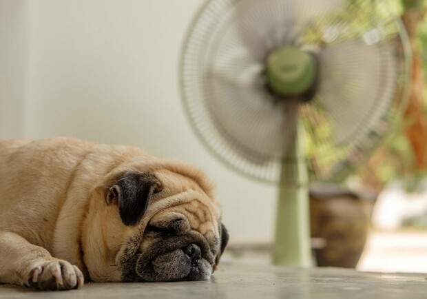 Доставайте вентиляторы: в Украину идет жара до +35 градусов - фото 10dogs