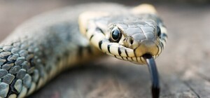 Будьте осторожны: в Запорожской области женщину укусила змея