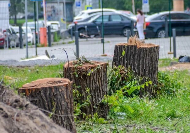 На площади Успенской срезали полсотни деревьев - фото: d1.ua