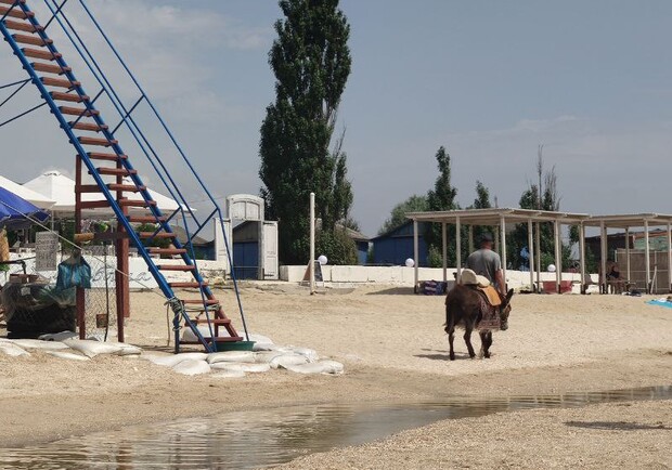 Бизнес на мучениях: в Кирилловке по пляжу водят бедного ослика - фото ВГороде