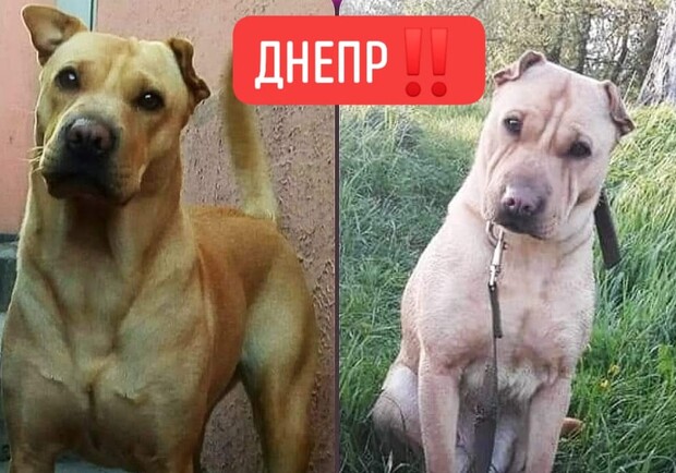 Ищут вторую неделю: в Днепре женщины украли собаку - фото fb Risha Komisarenko